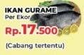 Promo Harga Ikan Gurame  - Yogya