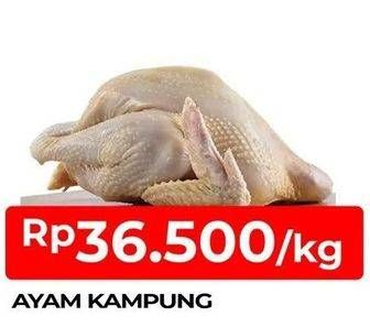 Promo Harga Ayam Kampung  - TIP TOP