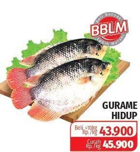 Promo Harga Ikan Gurame Hidup  - Lotte Grosir