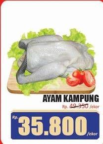 Promo Harga Ayam Kampung 600 gr - Hari Hari