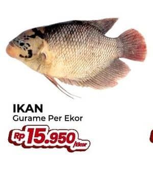 Promo Harga Ikan Gurame  - Yogya