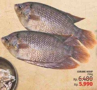 Promo Harga Ikan Gurame per 100 gr - LotteMart