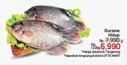 Promo Harga Ikan Gurame Hidup per 100 gr - LotteMart