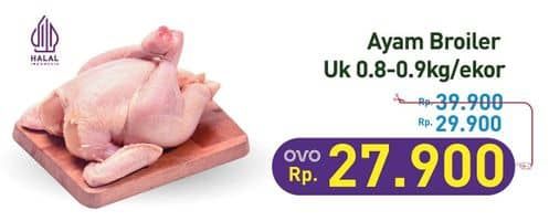 Ayam Broiler