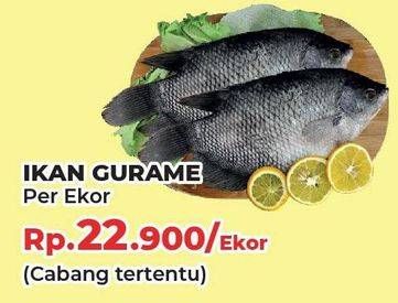 Promo Harga Ikan Gurame  - Yogya