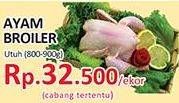 Promo Harga Ayam Broiler Utuh  - Yogya