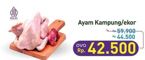 Ayam Kampung