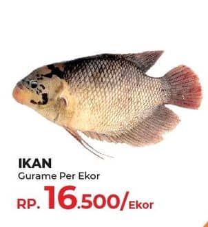 Promo Harga Ikan Gurame  - Yogya